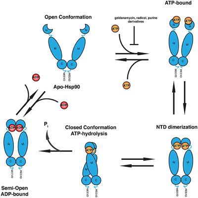 The Hsp70/Hsp90 Chaperone Machinery in Neurodegenerative Diseases